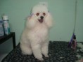 /album/galeria-de-fotos/poodle-jpg/